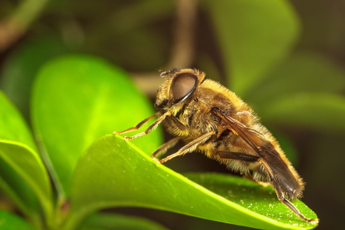 Шмелевидная пчела