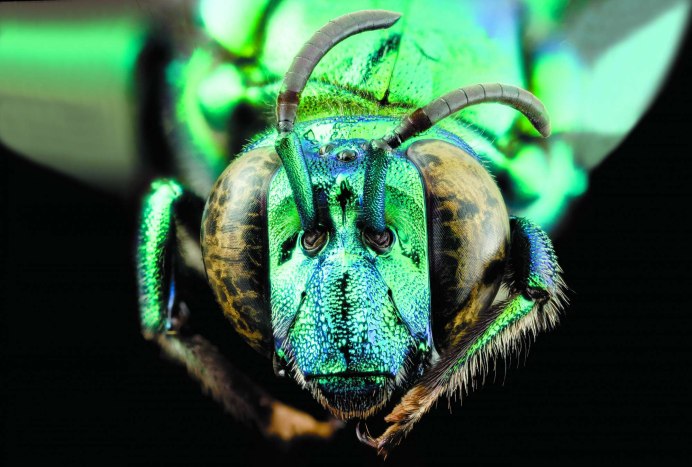 Клептопаразиты пчел