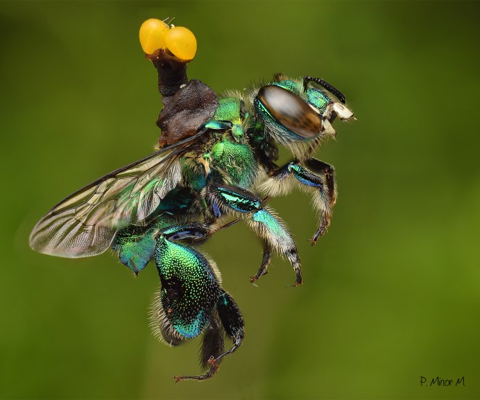 Орхидные пчёлы Euglossini