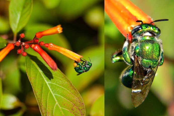 Зеленая пчела фильм