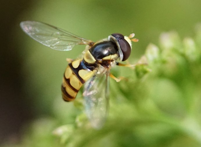 Пчела на зеленом фоне