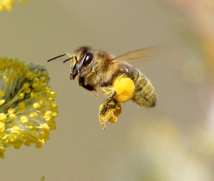 Оса мультяшная