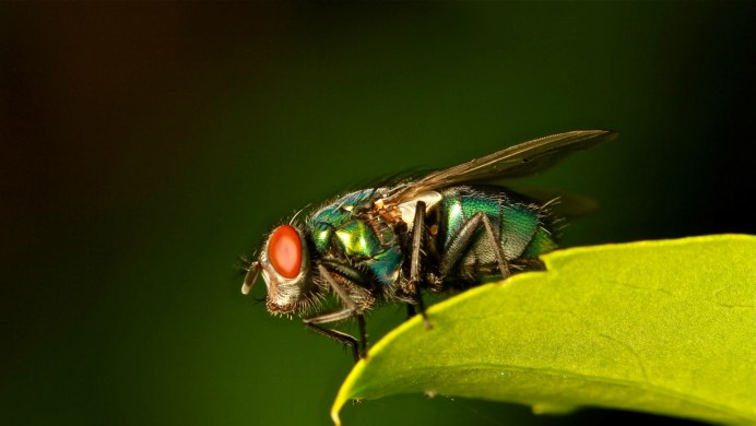 Хоботок пчелы