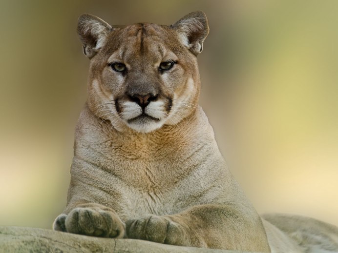 Puma горный Лев