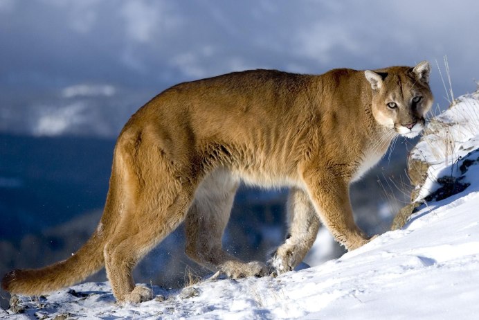 Пума (Puma concolor):