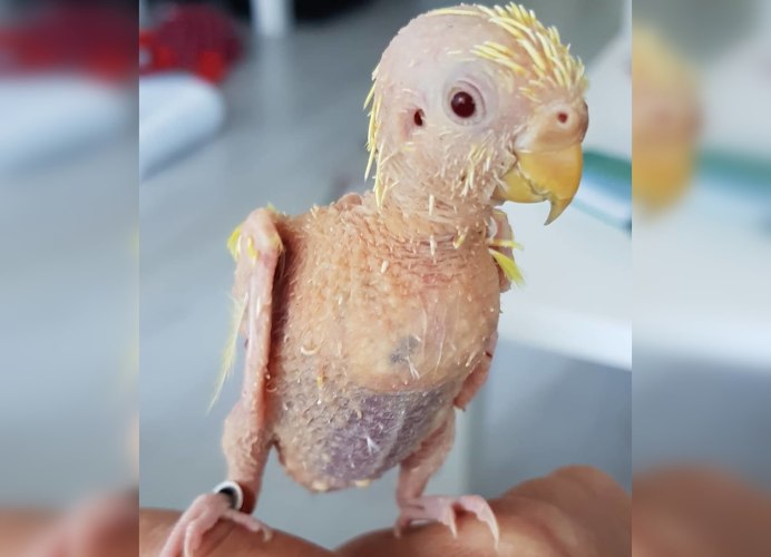 Лысый попугай корелла