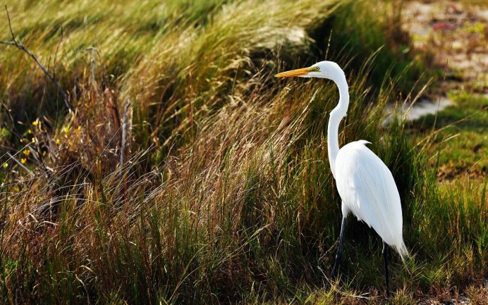 Птица Ardea cinerea