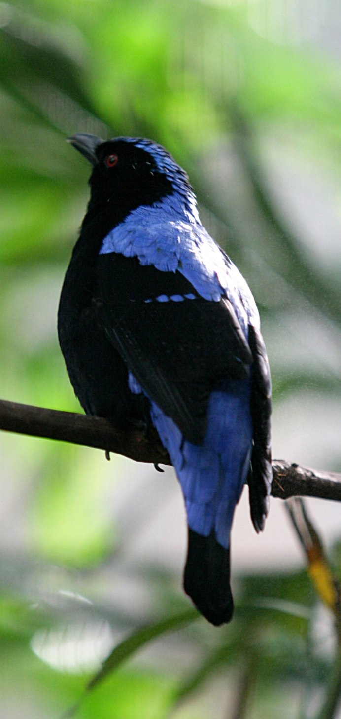 Blue Bird Japan