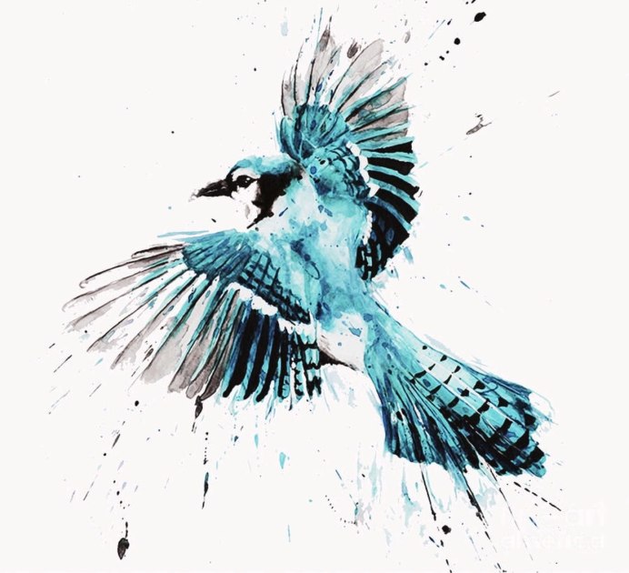 Asian Fairy Bluebird