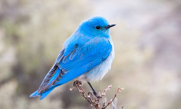 Bluebirds from Asia