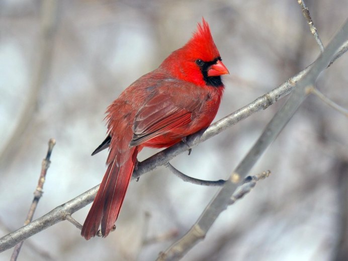 Птичка Vermilion Flycatcher