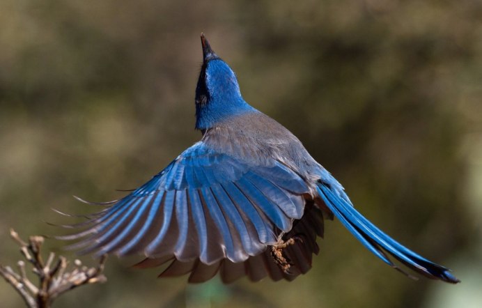 Сойка обыкновенная garrulus glandarius