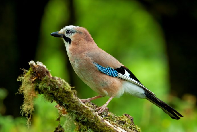 Garrulus glandarius