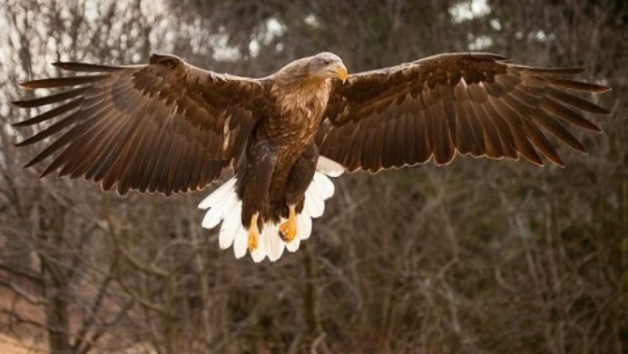 White-tailed Eagle White-tailed Eagle