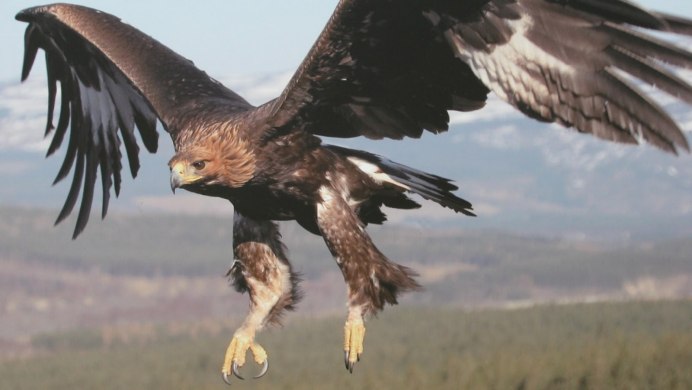 Орлан-белохвост Haliaeetus albicilla (Linnaeus, 1758)