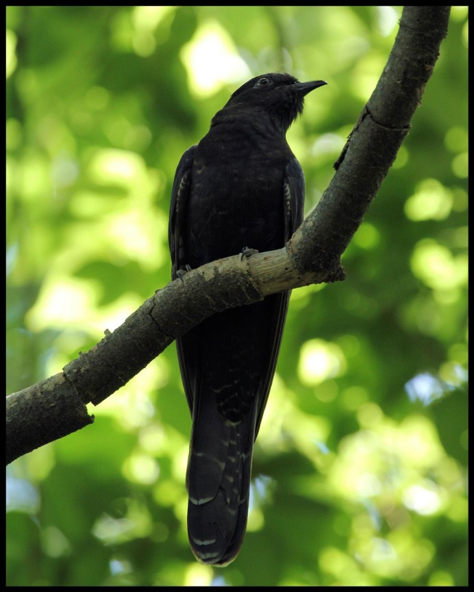 Желтоклювая Кукушка