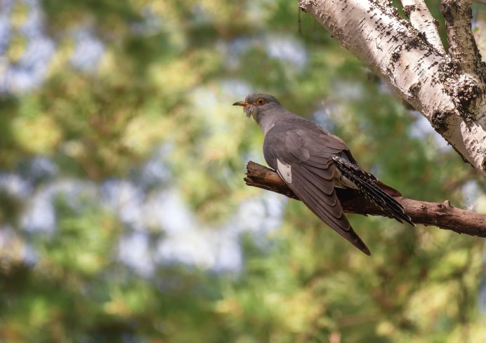 Обыкновенная Кукушка