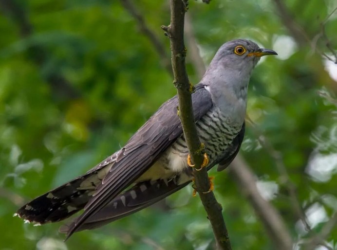 Личинкоед Ани