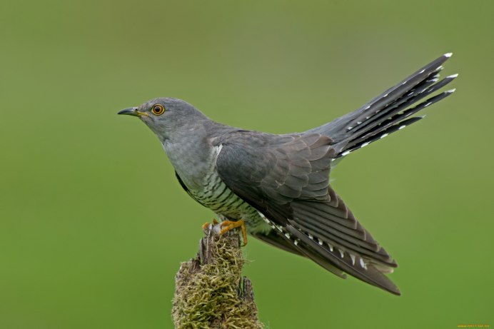 Тихоокеанская Кукушка-Коэль