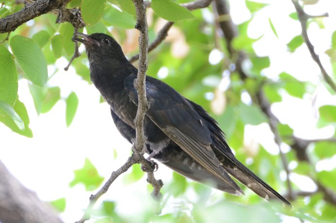 Кукушка темная