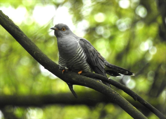Самец кукушки