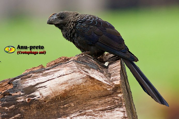 Crotophaga ani птица