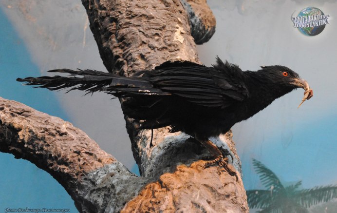 Зозуля Кукушка