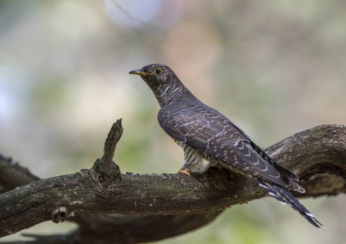 Личинкоед Ани