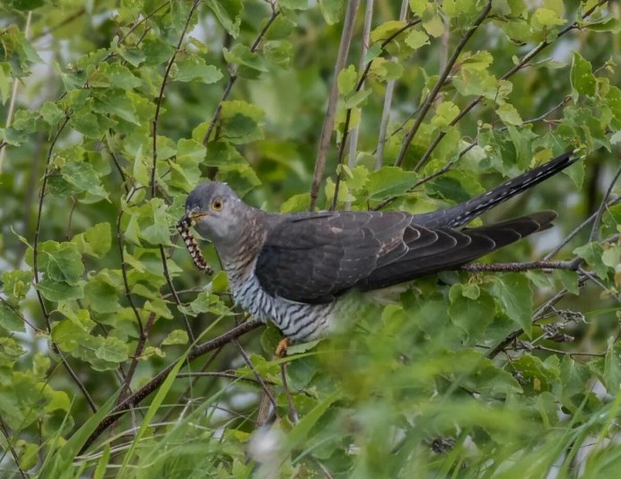 Кукушка Сахалинская