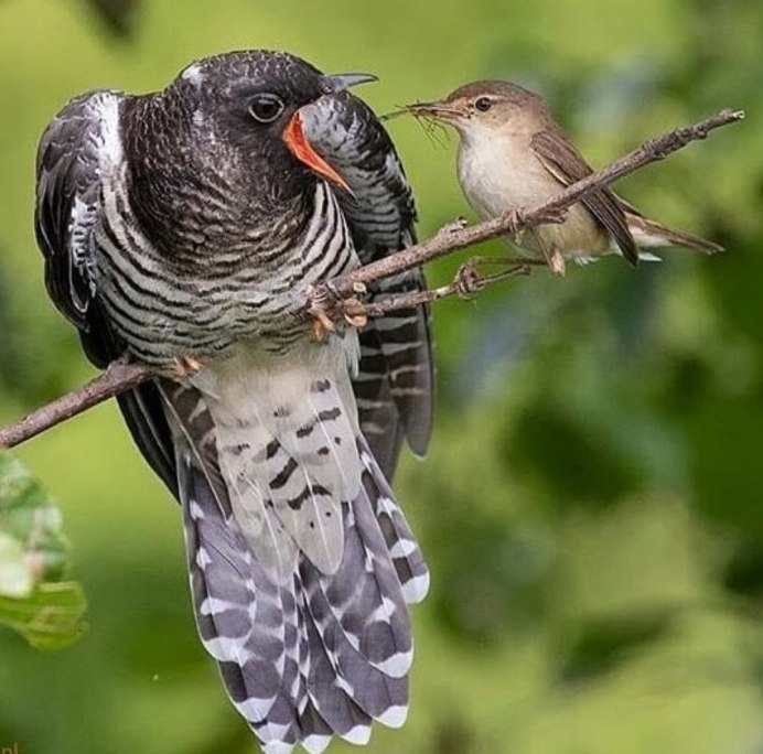 9. Кукушка обыкновенная (Cuculus canorus)
