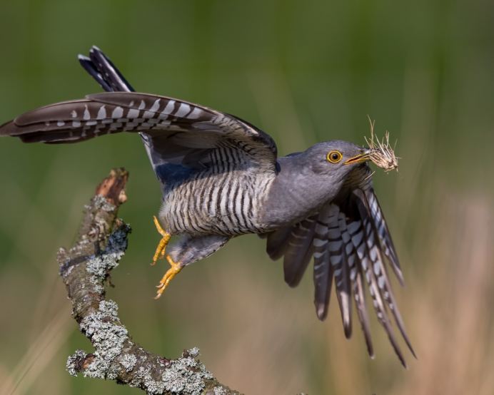 Чернокрылая птица