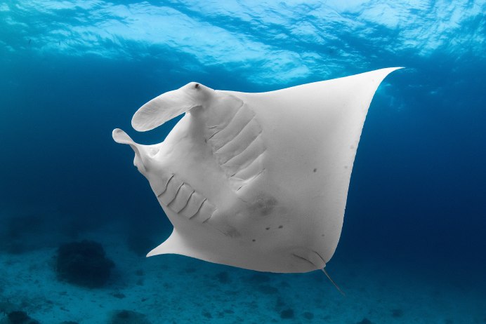 Manta ray st3950