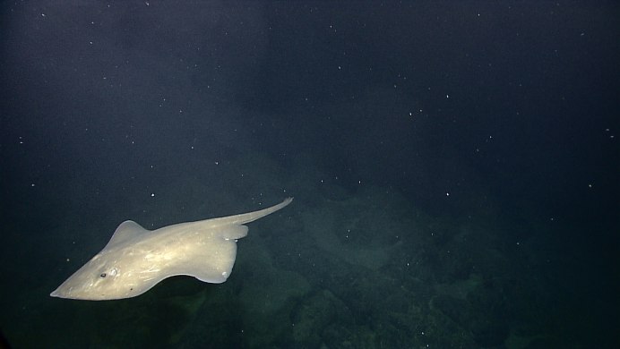 Скат вида Dasyatis brevicaudata