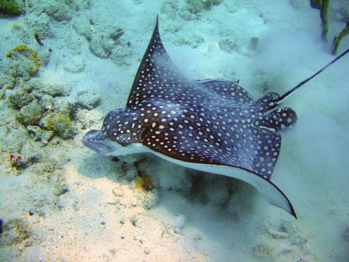 Manta ray st3950