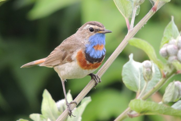 Варакушка (Luscinia svecica)