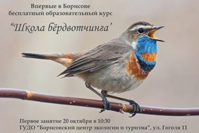 Скворец варакушка
