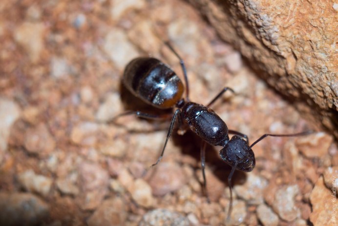 Муравьи Dinoponera gigantea