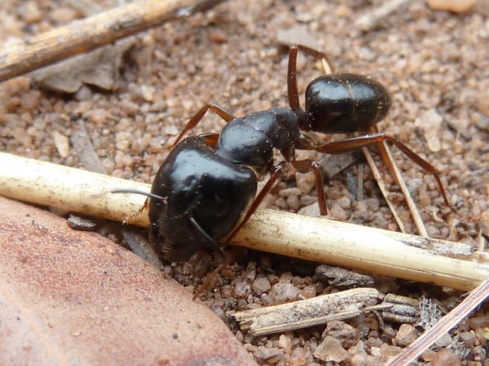 Giant Ant