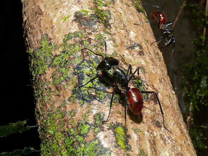 Odontomachus rixosus