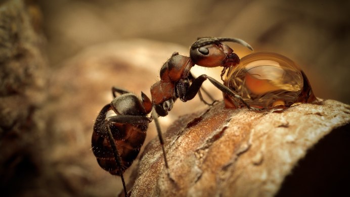 Муравей гигант - Camponotus Vagus
