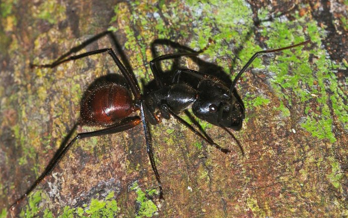Муравей Camponotus Gigas