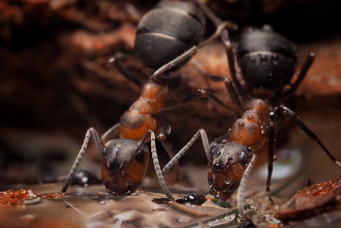 Dinoponera longipes