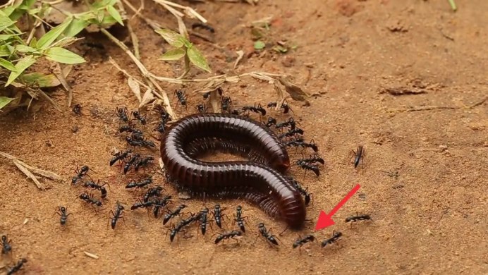 Чёрный муравей-древоточец Camponotus Vagus