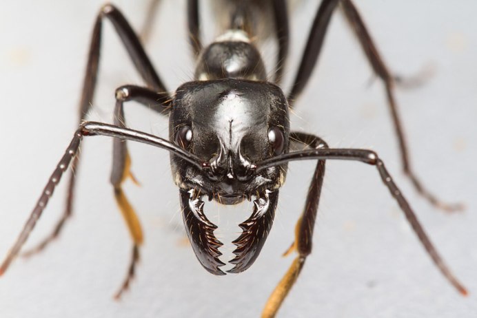 Myrmecia pyriformis