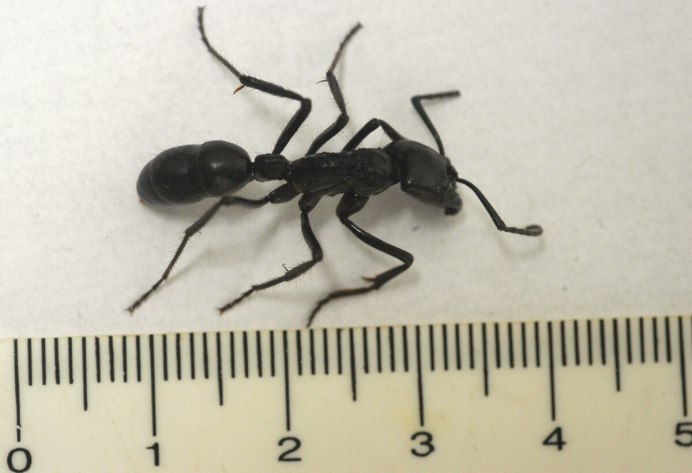 Муравьи Dinoponera gigantea