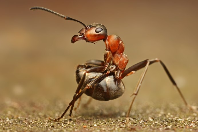 Giant Ant
