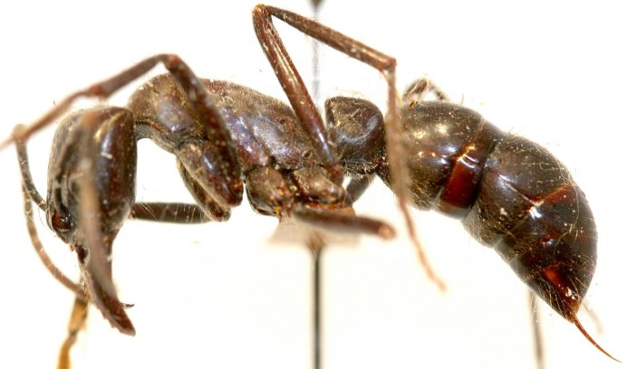 Dinoponera Roger матка