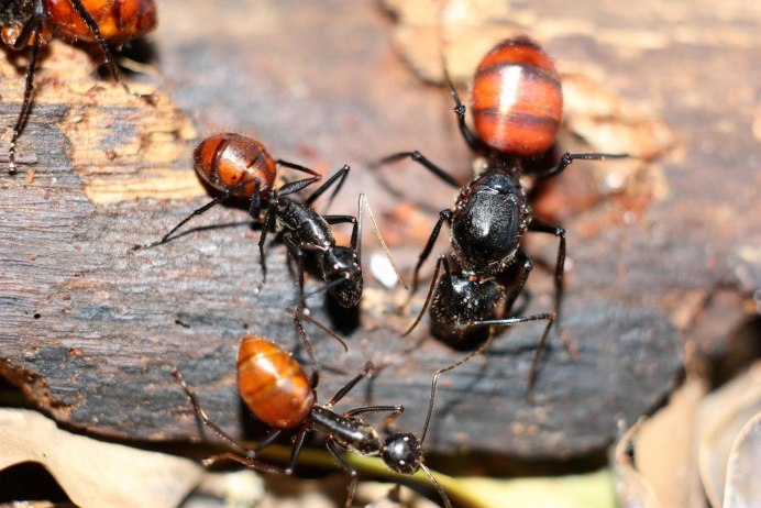Dinoponera longipes