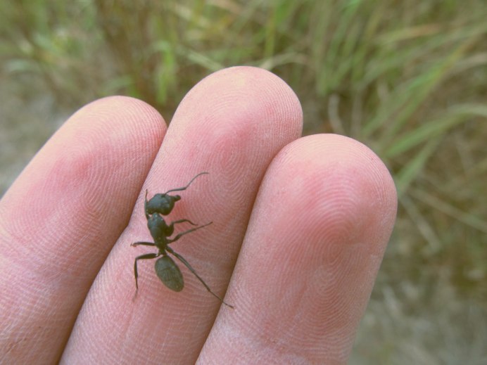 Муравей Camponotus Gigas