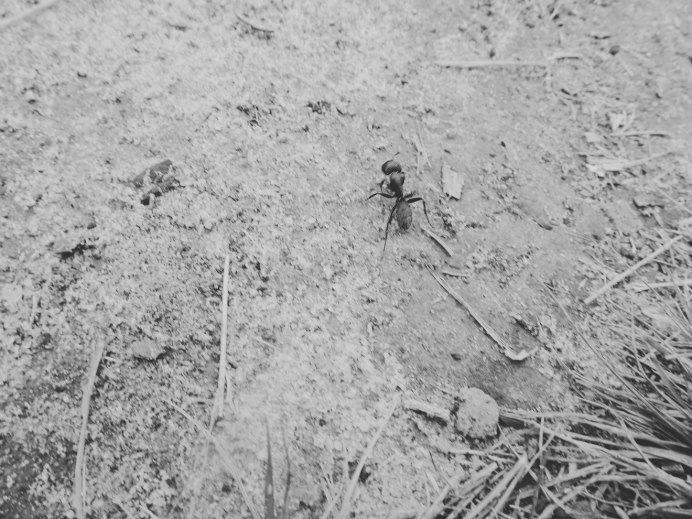Myrmecia pyriformis